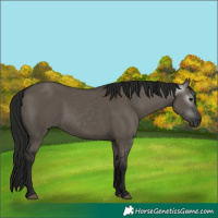 Horse Color:Gray Grullo