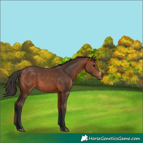 Horse Color:Bay 