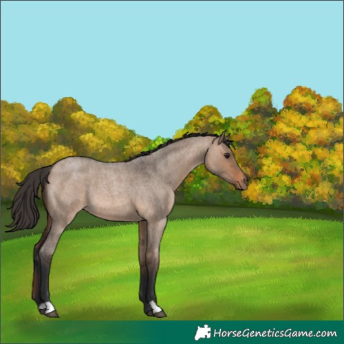 Horse Color:Brown Roan Dun 