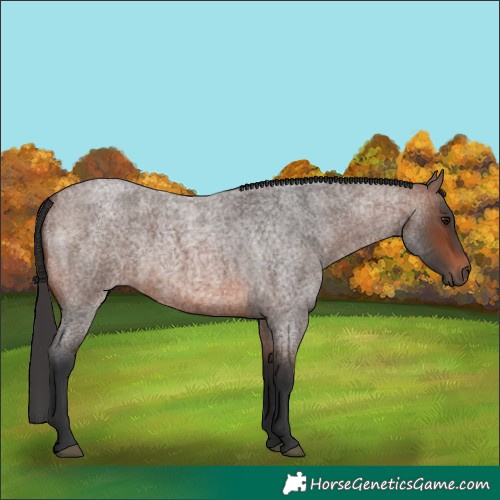 Horse Color:Brown Roan 