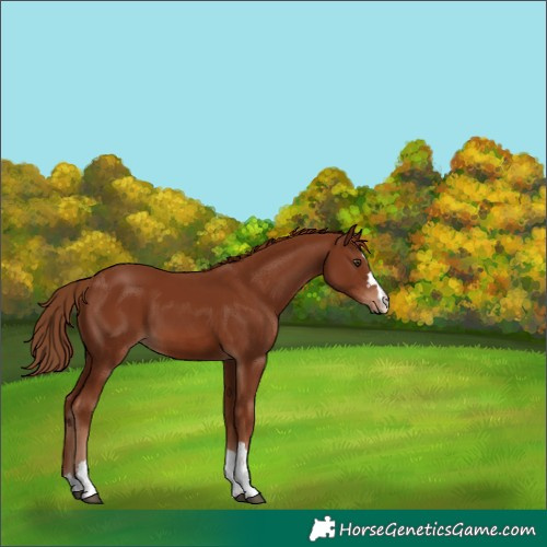 Horse Color:Chestnut 
