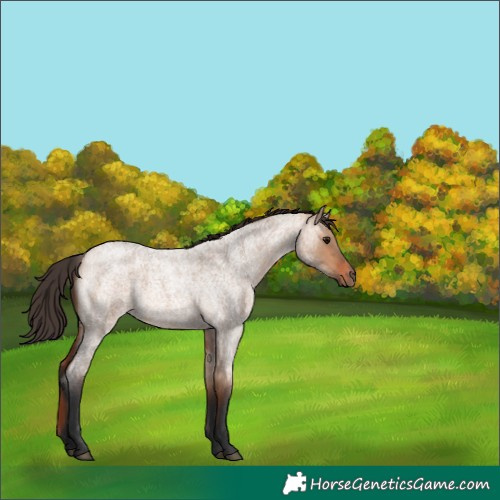 Horse Color:Bay Roan Dun 