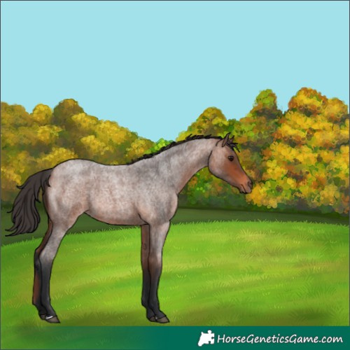 Horse Color:Bay Roan Rabicano 