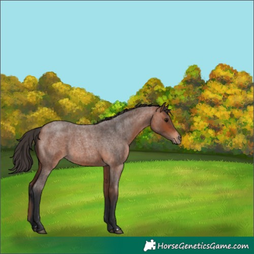 Horse Color:Bay Roan 