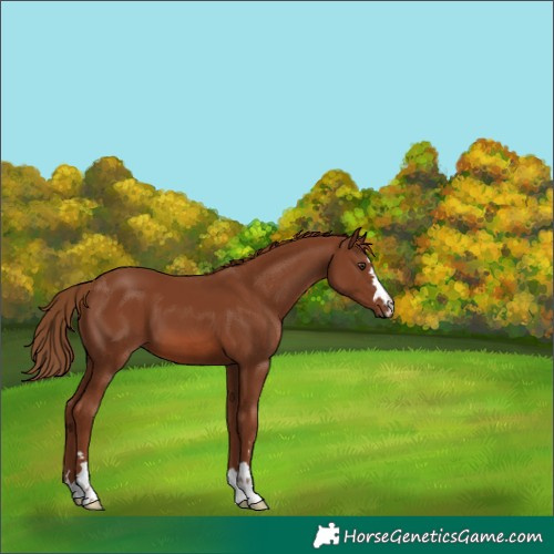 Horse Color:Chestnut 
