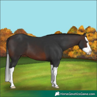 Horse Color:Brown Splash 