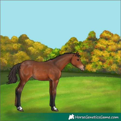 Horse Color:Bay Rabicano 