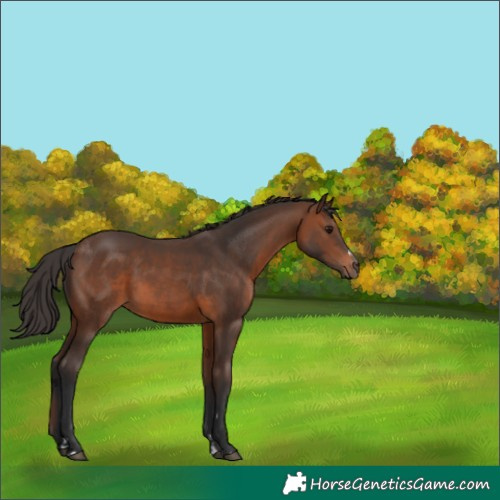 Horse Color:Brown 