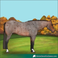 Horse Color:Bay Roan 