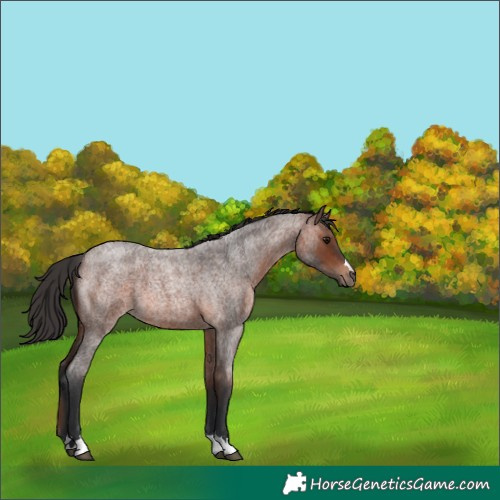 Horse Color:Brown Roan 