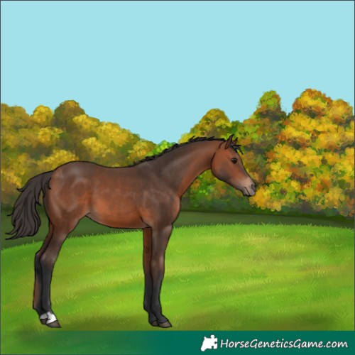 Horse Color:Bay 