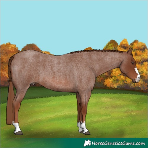 Horse Color:Red Roan 