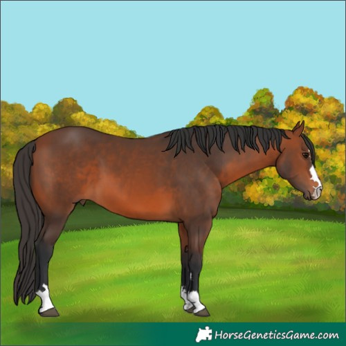Horse Color:Bay 