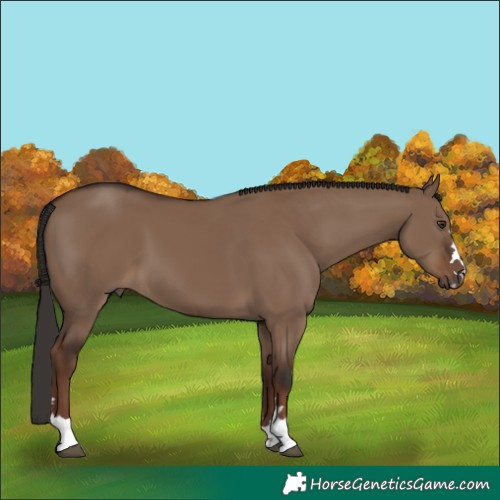 Horse Color:Liver Red Dun 