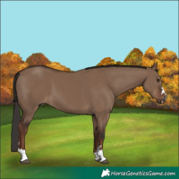 Horse Color:Liver Red Dun 