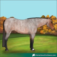 Horse Color:Bay Roan