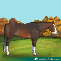 Horse Color:Brown Splash 