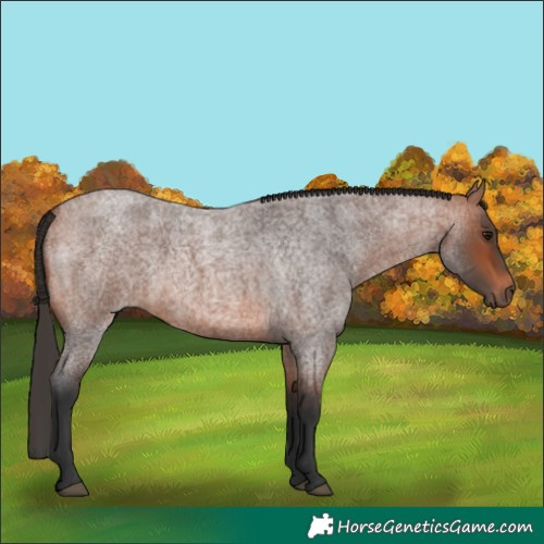 Horse Color:Bay Roan 