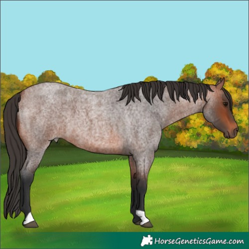 Horse Color:Bay Roan 