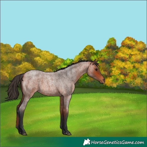 Horse Color:Bay Roan 