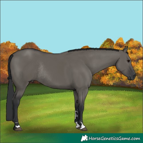 Horse Color:Grullo Rabicano 