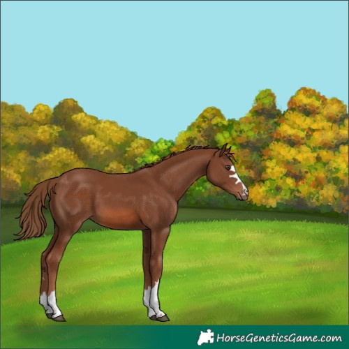 Horse Color:Chestnut 