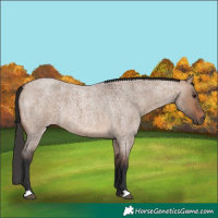 Horse Color:Brown Roan Dun 
