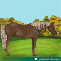Horse Color:Chocolate Palomino