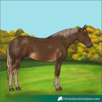 Horse Color:Chocolate Palomino 