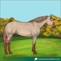 Horse Color:Red Dun 