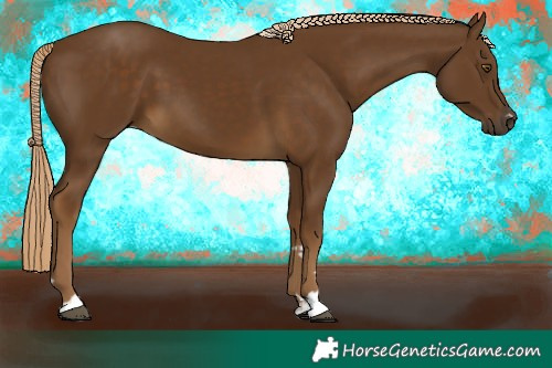Horse Color:Chocolate Palomino 
