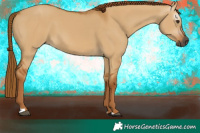 Horse Color:Gray Red Dun 