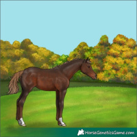 Horse Color:Liver Chestnut 