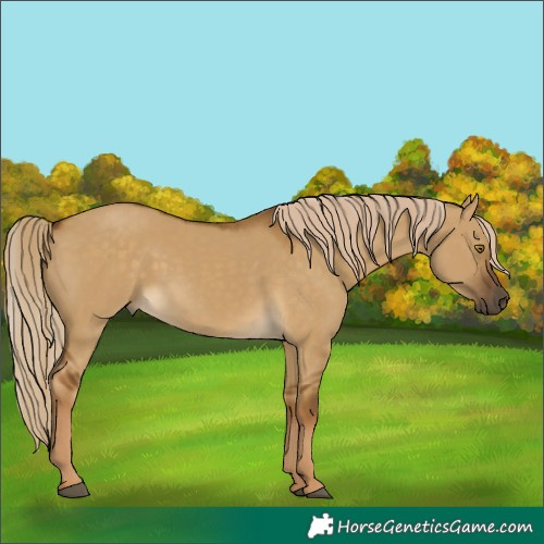 Horse Color:Chocolate Palomino Dun 