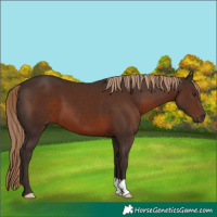 Horse Color:Liver Chestnut