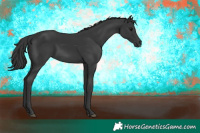 Horse Color:Black Rabicano 