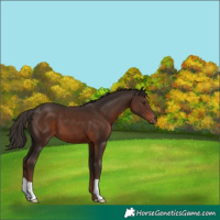 Horse Color:Liver Chestnut 