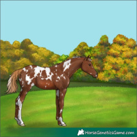 Horse Color:White Spotted Chestnut