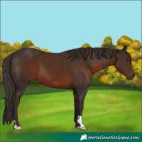 Horse Color:Liver Chestnut 