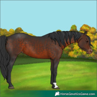 Horse Color:Brown Appaloosa 
