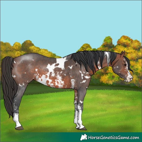 Horse Color:White Spotted Brown Sabino 