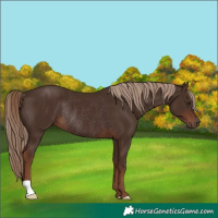 Horse Color:Liver Chestnut Rabicano
