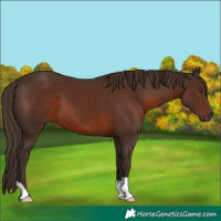 Horse Color:Liver Chestnut 