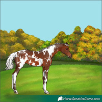 Horse Color:White Spotted Silver Brown 