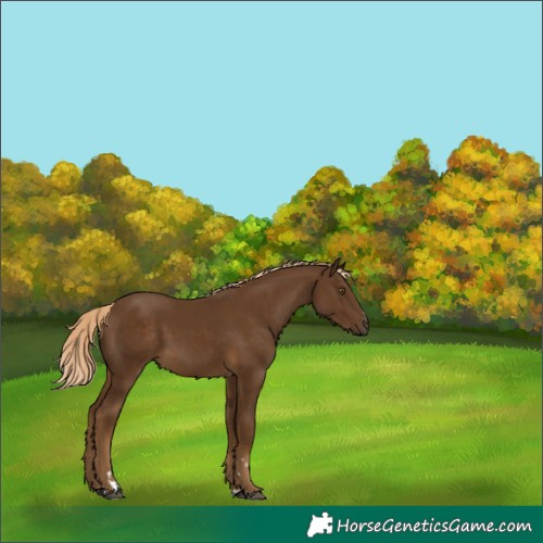 Horse Color:Chocolate Palomino