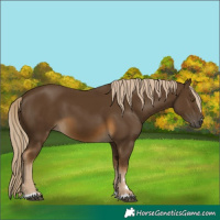 Horse Color:Chocolate Palomino 