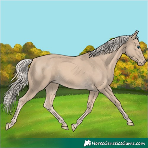 Horse Color:Cremello 