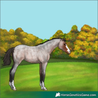 Horse Color:Bay Roan 