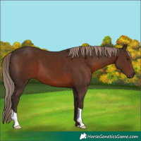 Horse Color:Liver Chestnut 