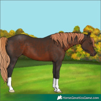 Horse Color:Liver Chestnut 